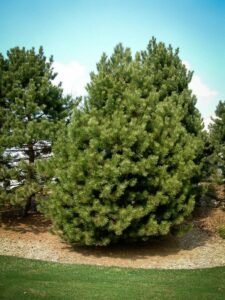 Сосна Чёрная (Pinus Nigra) купить по цене от 270.00р. в интернет-магазине «Посадика» с доставкой почтой в в Чердынье и по всей России – [изображение №1].