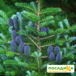 Пихта корейская (Abies koreana) купить по цене от 450.00р. в интернет-магазине «Посадика» с доставкой почтой в в Чердынье и по всей России – [изображение №1].