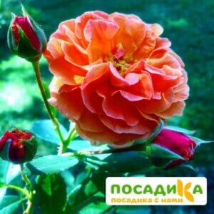 Роза Арабия купить по цене от 350.00р. в интернет-магазине «Посадика» с доставкой почтой в в Чердынье и по всей России – [изображение №1].