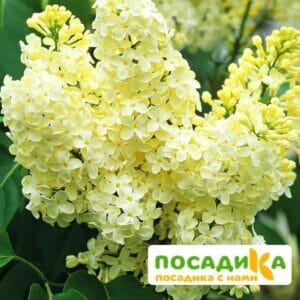 Сирень Примроуз (Primrose) купить по цене от 529.00р. в интернет-магазине «Посадика» с доставкой почтой в в Чердынье и по всей России – [изображение №1].