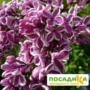 Сирень Сенсация купить по цене от 529.00р. в интернет-магазине «Посадика» с доставкой почтой в в Чердынье и по всей России – [изображение №1].