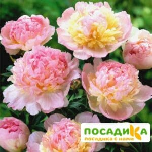 Пион Распберри Сандей (Paeonia Raspberry Sundae) купить по цене от 959р. в интернет-магазине «Посадика» с доставкой почтой в в Чердынье и по всей России – [изображение №1].