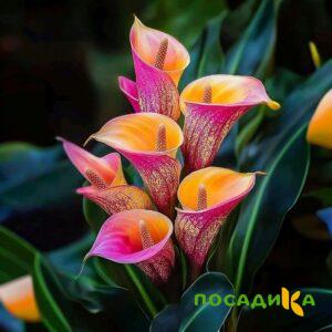 Калла Оникс купить по цене от 450р. в интернет-магазине «Посадика» с доставкой почтой в в Чердынье и по всей России – [изображение №1].