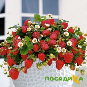 Клубника Рубиновый Шепот (горшечная) купить по цене от 240р. в интернет-магазине «Посадика» с доставкой почтой в в Чердынье и по всей России – [изображение №1].