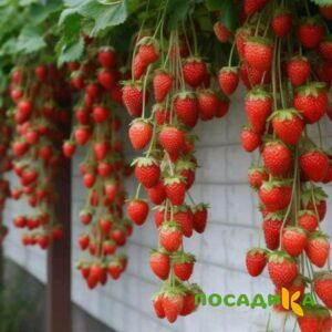 Клубника вьющаяся Комплимент купить по цене от 470р. в интернет-магазине «Посадика» с доставкой почтой в в Чердынье и по всей России – [изображение №1].