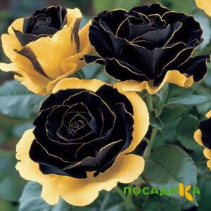 Роза Ханни Сикл купить по цене от 700р. в интернет-магазине «Посадика» с доставкой почтой в в Чердынье и по всей России – [изображение №1].