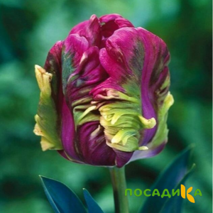 Тюльпан Экзотик Хэвен купить по цене от 186р. в интернет-магазине «Посадика» с доставкой почтой в в Чердынье и по всей России – [изображение №1].